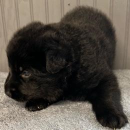 Boy 1 - orange collar - Black male German Shepherd puppy in Sharon Grove, Kentucky from Julie’s Shepherds