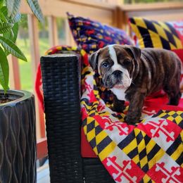Bulldog Puppies from Bayside Bullies