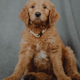 Goldendoodle Puppies from Abner Creek Doodles