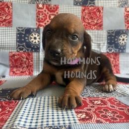 Pink Collar - Red female Redbone Coonhound puppy in Mount Pleasant, Texas from Harmons Hounds