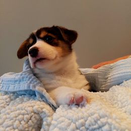 Pembroke Welsh Corgi Puppies from Patrick's Pembroke Welsh Corgis