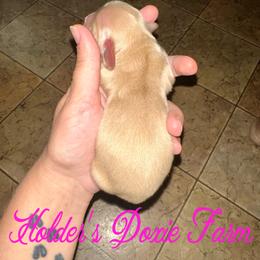 Girl 1 - Dachshund puppy from Holder’s Doxie Farm