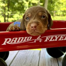Atticus AKC - Chocolate and tan male Dachshund puppy in Hendersonville, North Carolina from Snarky Doxy Miniature Dachshunds
