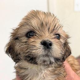 Kitty - Brown female Lhasa Apso puppy in Fort Worth, Texas from Cynthia's Lhasa Apsos