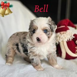 Bell - Blue merle female Toy Australian Shepherd puppy in Pickens, South Carolina from Reflections of Star Crest Kennel