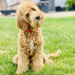 Australian Labradoodle Puppies from West Haven Australian Labradoodles