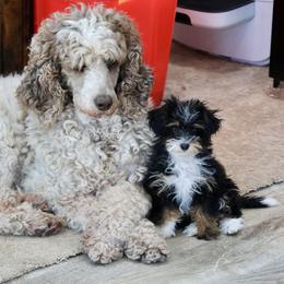 Bernedoodle and Cavapoo Puppies from Lawler’s Legacy Litters