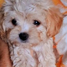 Maltipoo Puppies from Little Cupcakes and Little Pumpkins Maltipoos
