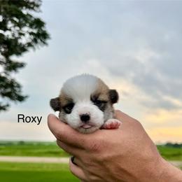 Female 3 - Red female Pembroke Welsh Corgi puppy in Waverly, Iowa from Kindred Corgis