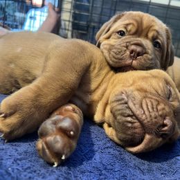 Dogue de Bordeaux Puppies from Toni  Young