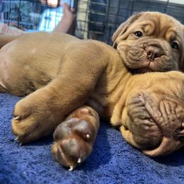 Dogue de Bordeaux Puppies from Toni  Young