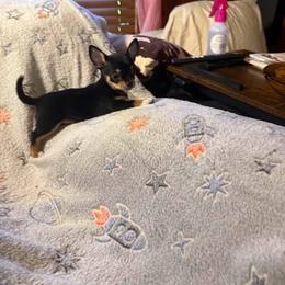 Duke - Black and tan male Chihuahua puppy in Beaumont, Texas from Anastasia’s Tiny Pupps