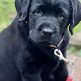 Labrador Retriever Puppies from Fairfax Pines English Labradors