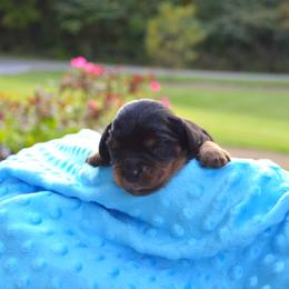 Cavalier King Charles Spaniel Puppies from Freeman's Royal Cavaliers