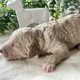 Poodle Puppies from Home of Doodles