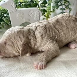 Poodle Puppies from Home of Doodles
