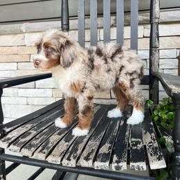 Lola - Tri-color female Bernedoodle puppy in Holtwood, Pennsylvania from Country Ridge Puppies