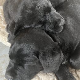 Labrador Retrievers from Sapphire Labradors