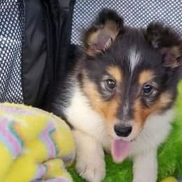Shetland Sheepdogs from Kaytea Shelties