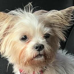 Fee - Shorkie