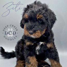 Ziti - Tri-color female Bernedoodle puppy in Sugar Hill, Georgia from Deep Creek Doodles
