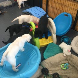 Labrador Retriever Puppies from Hunters Dream Labradors