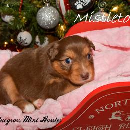 Miniature Australian Shepherd Puppies from JnT's Bluegrass Mini Aussies