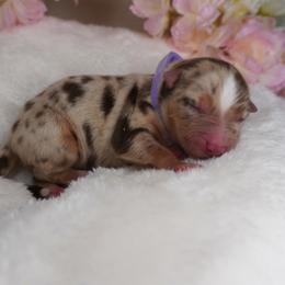 Nala - Red merle female Australian Shepherd puppy in Cedar Hill, Tennessee from Kreger Farms