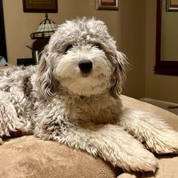 Scarlett - Aussiedoodle