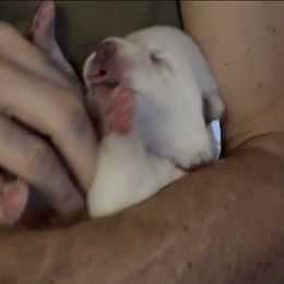 Girl 2 - White female German Shepherd puppy in Camarillo, California from Robert's White German Shepherds