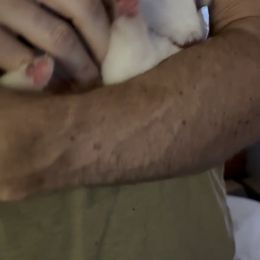 Girl 2 - White female German Shepherd puppy in Camarillo, California from Robert's White German Shepherds