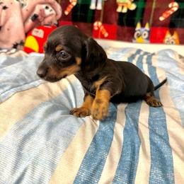Mars - Black and tan male Dachshund puppy in Laveen, Arizona from Acosta Kennel