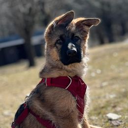 German Shepherds from GSDs of Eden