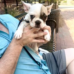 French Bulldog Puppies from Southern Mississippi Frenchies