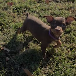 Miniature Pinscher and Pembroke Welsh Corgi Puppies from Liberty Hill Farm
