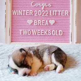 American Corgi and Pembroke Welsh Corgi Puppies from Whimsical Treasure Corgis