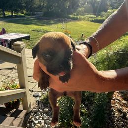 Boston - Fawn male Boxer puppy in Jamesville, New York from Reynolds Homestead Boxers