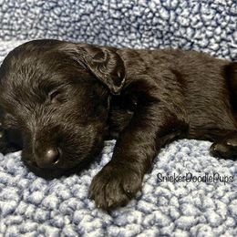 Goldendoodle and Poodle Puppies from SnickerDoodlePups