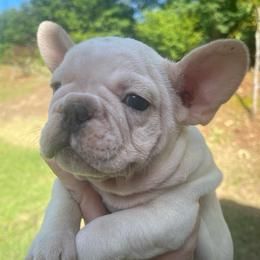Rip - Cream male French Bulldog puppy in Seneca, South Carolina from Burrell’s Bulldog Kingdom