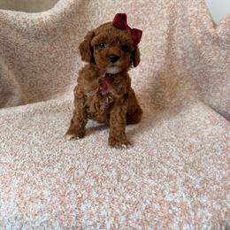 Girl 4 - Red  female Poodle puppy in Miami, Florida from Sakura Poodles