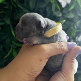 French Bulldog Puppies from K-way Frenchies