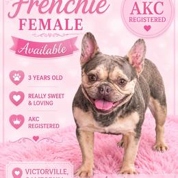 Female 3 - Blue fawn female French Bulldog puppy in Victorville, California from Californiadreamyshihtzus
