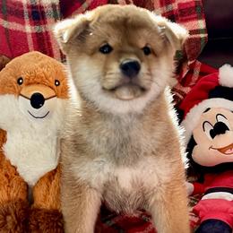 Abel - Red male Shiba Inu puppy in Milton, Florida from Moonlight Shibas