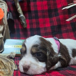 Holly - Liver white and tan female English Springer Spaniel puppy in Saginaw, Michigan from Kemerer Springers