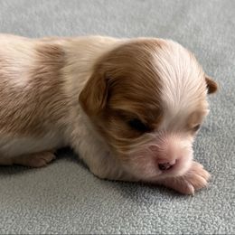Girl 2 - Blenheim female Cavalier King Charles Spaniel puppy in Clintonville, Wisconsin from Whispering Meadows Performances Horses and Cavalier King Charles Spaniels
