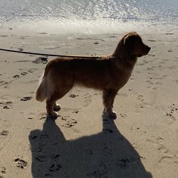 Golden Retriever All Grown Up from Insignia Goldens