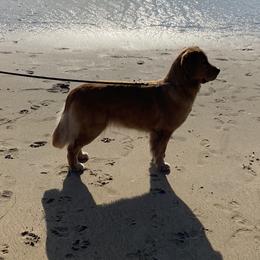 Golden Retriever All Grown Up from Insignia Goldens