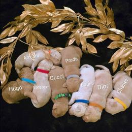 Versace - Cream male Goldendoodle puppy in Red Oak, Iowa from Fisher Pups-Stay Golden with a Doodle