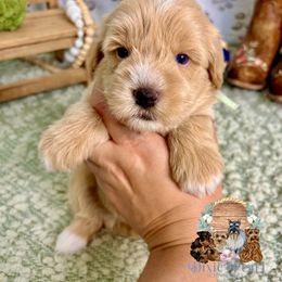 Honey - Wheaten female Miniature Schnauzer puppy in Meridianville, Alabama from Dixie Pearl Schnauzers