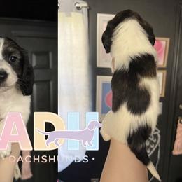 Archie - Piebald male Dachshund puppy in Coatesville, Indiana from ADH Dachshunds